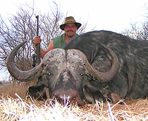 Cape Buffalo