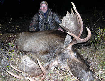 Moose