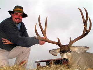 Mule Deer