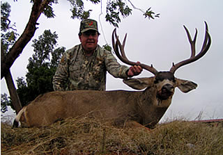 Mule Deer
