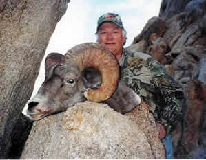 Desert Bighorn