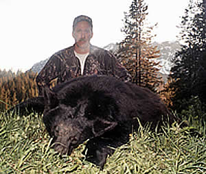 Black Bear