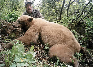 Blond Phase Black Bear