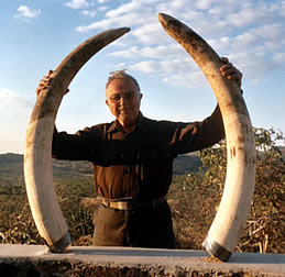 Elephant Ivory