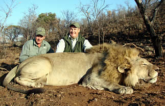 Lion