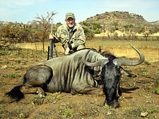 Blue Wildebeeste