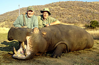 Hippo