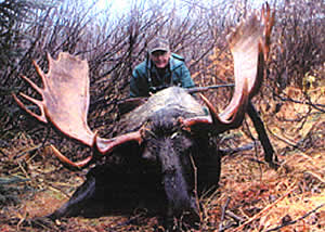 Moose