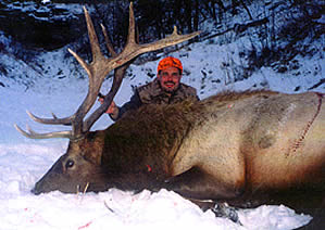 Elk