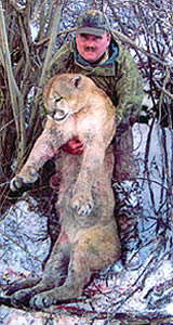 Mountain Lion