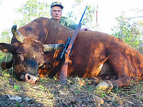 Banteng - Photo Courtesy of Peter Davidson
