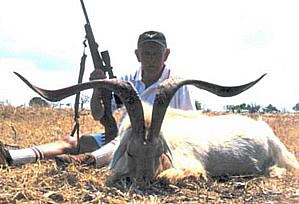 Catalina Goat - Photo Courtesy of Peter Davidson