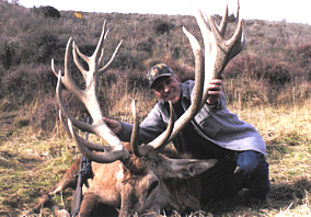 Red Stag