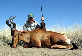 Red Hartebeest