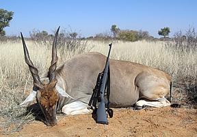 Eland