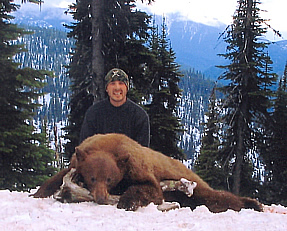 Cinnamon Phase Black Bear