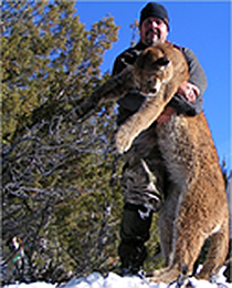 Mountain Lion
